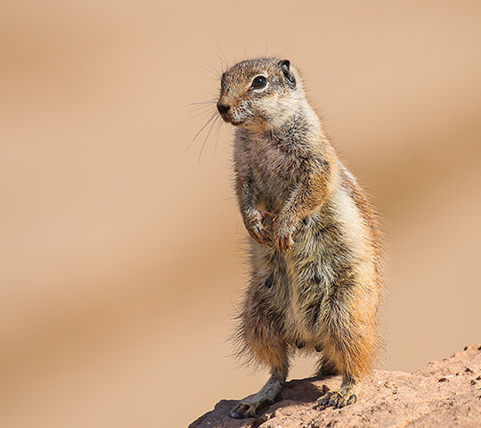 Pocket-Gopher_feature.jpg